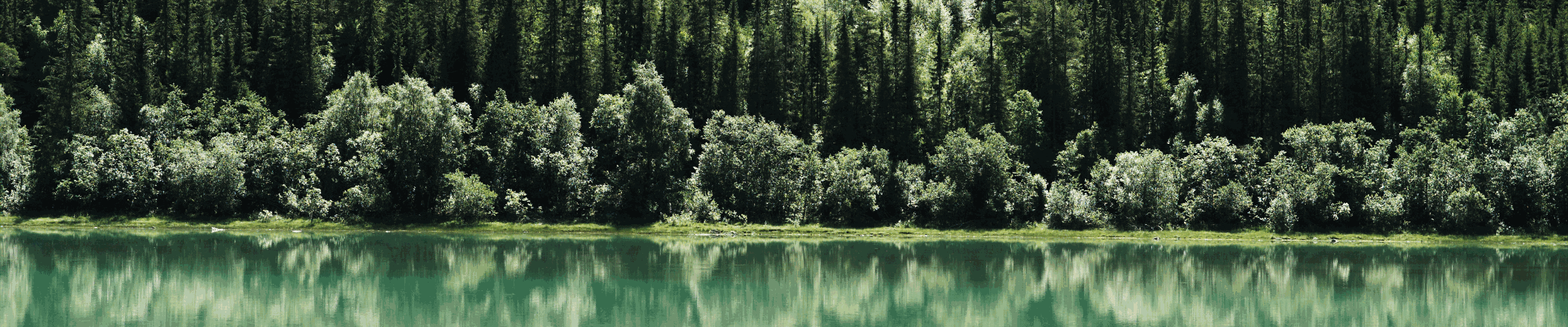 Forest reflected in lake